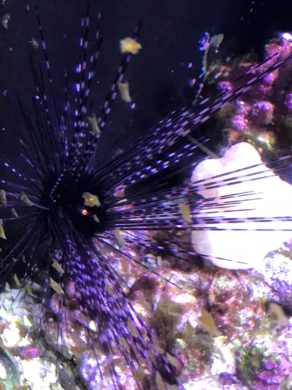 8) sea urchin